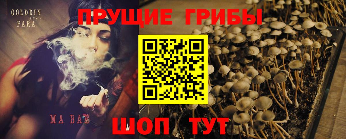 где купить наркотик  Вход с VPN  Псилоцибиновые грибы прущие грибы  Осинники  Псилоцибиновые грибы Cubensis 